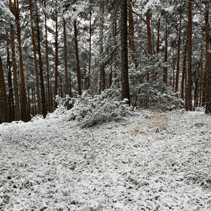 Fotosegnalazione di Naz sciaves