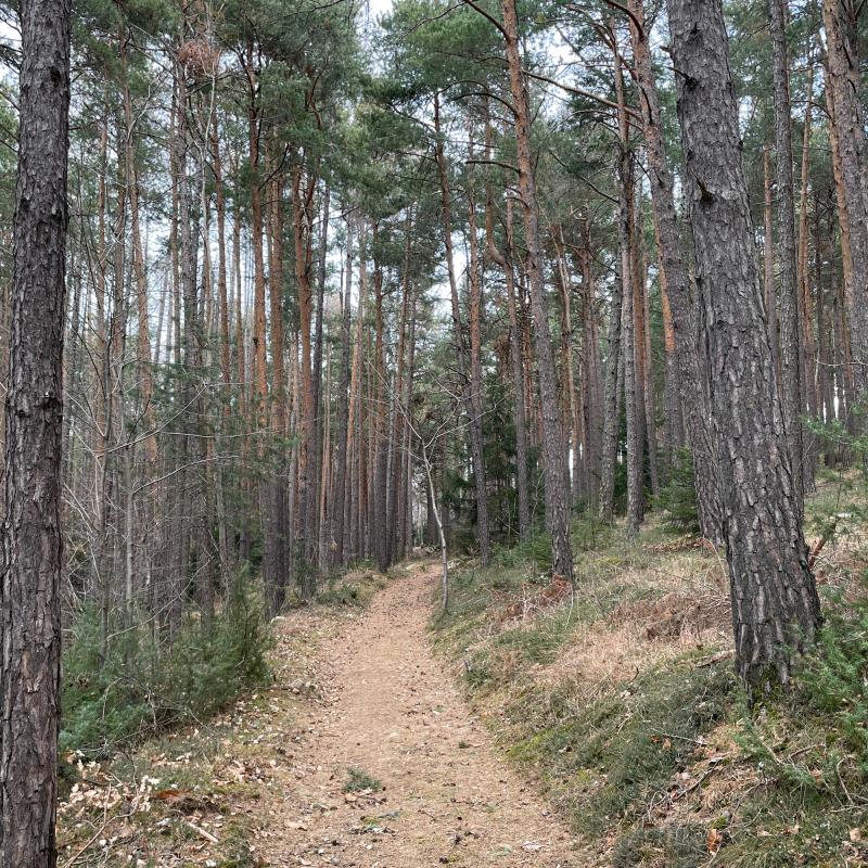Fotosegnalazione di Naz sciaves