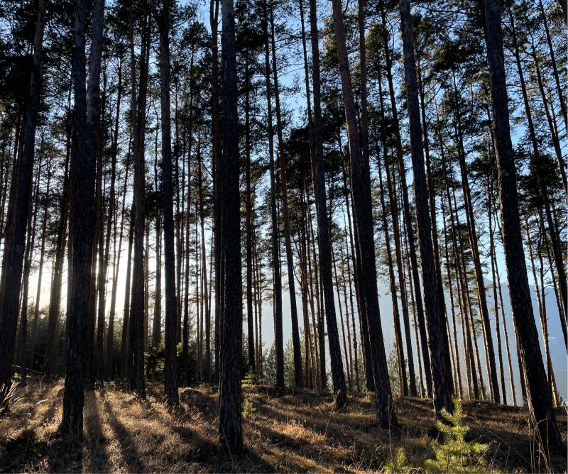 Fotosegnalazione di Naz sciaves