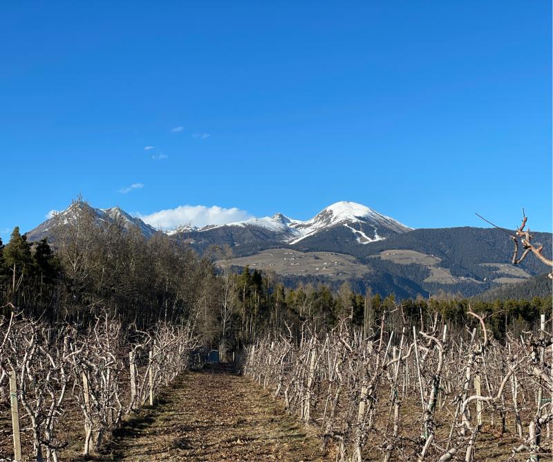 Fotosegnalazione di Naz sciaves