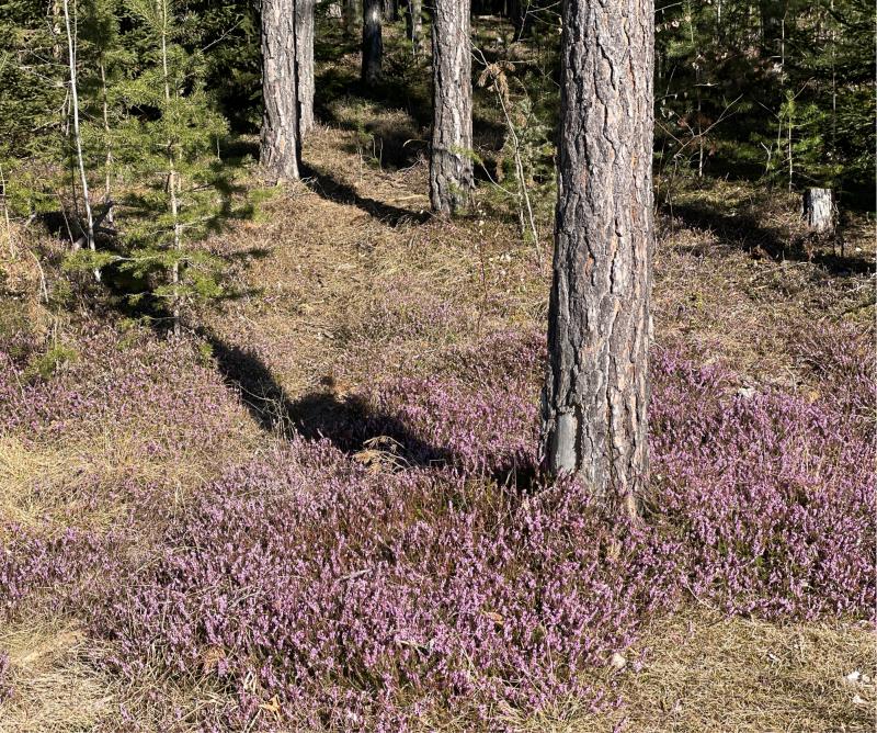 Fotosegnalazione di Naz sciaves