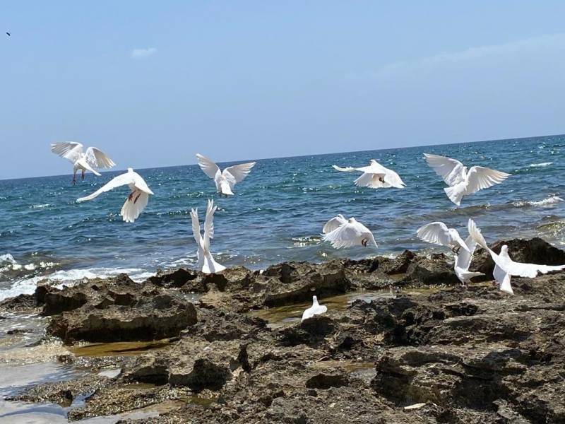 volo di colombe