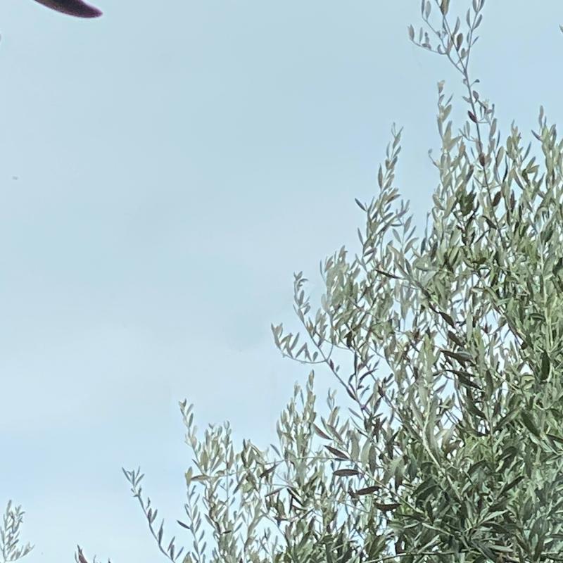 Fotosegnalazione di Alassio