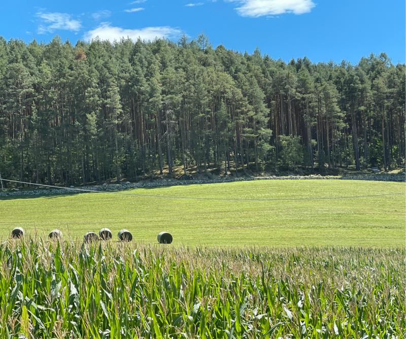 Fotosegnalazione di Naz sciaves