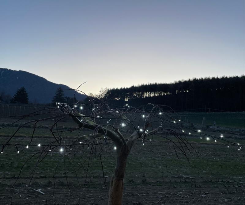 Fotosegnalazione di Naz sciaves