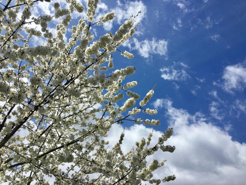 primavera Andorno