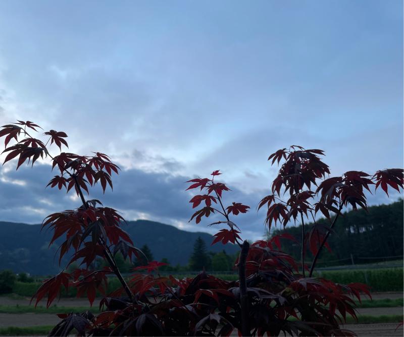 Fotosegnalazione di Naz sciaves