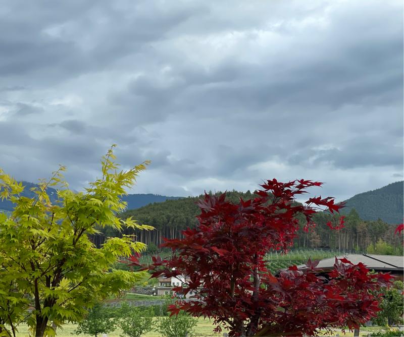 Fotosegnalazione di Naz sciaves