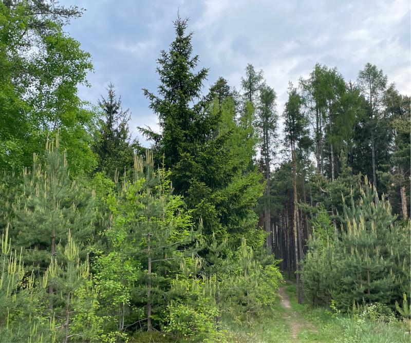 Fotosegnalazione di Naz sciaves