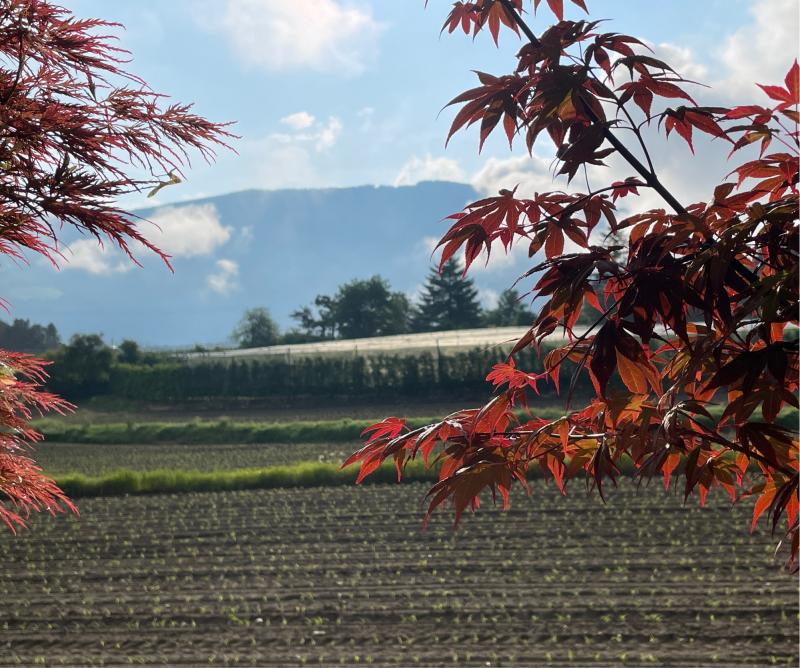 Fotosegnalazione di Naz sciaves