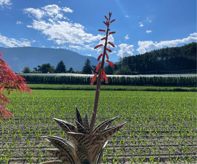 Fotosegnalazione di Naz sciaves