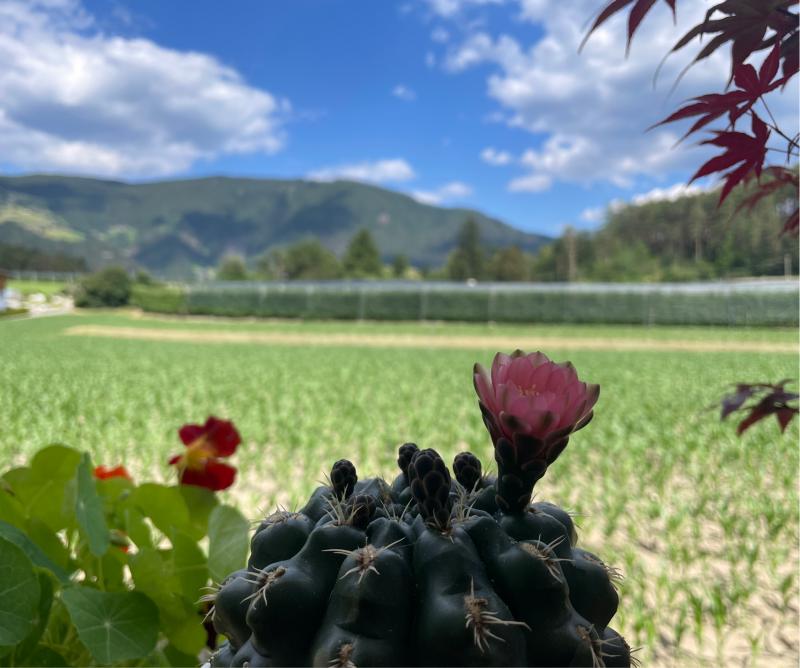 Fotosegnalazione di Naz sciaves