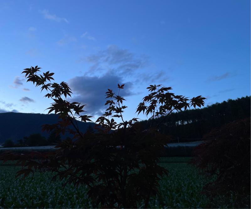 Fotosegnalazione di Naz sciaves