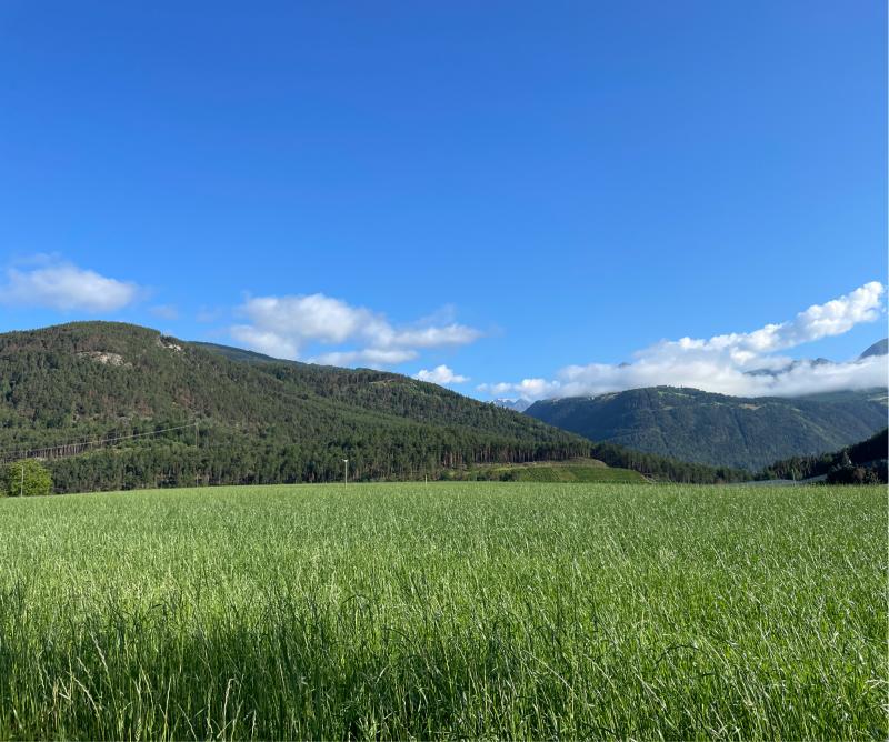 Fotosegnalazione di Naz sciaves