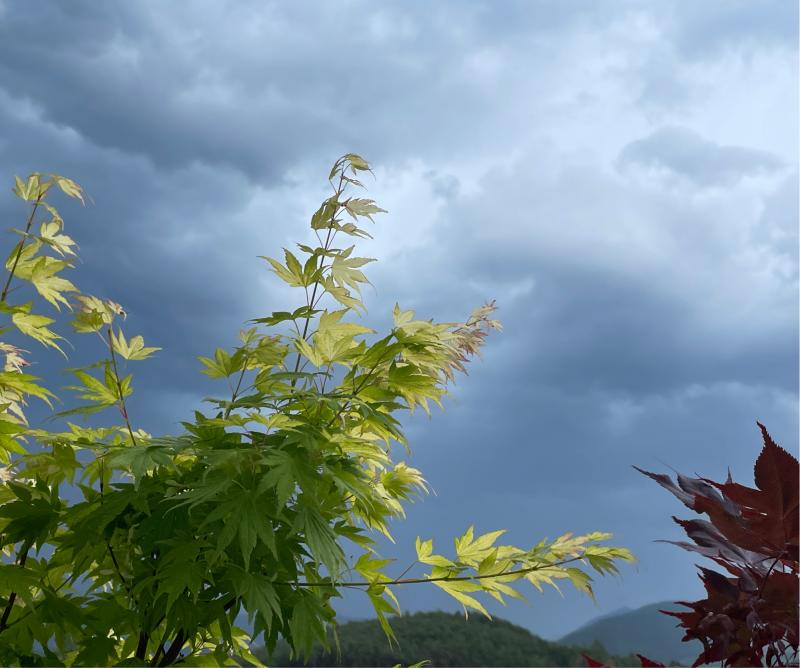 Fotosegnalazione di Naz sciaves