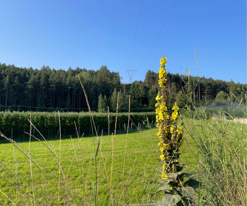 Fotosegnalazione di Naz sciaves