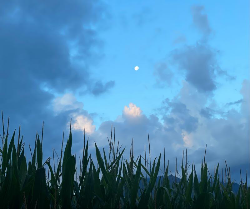 Fotosegnalazione di Naz sciaves