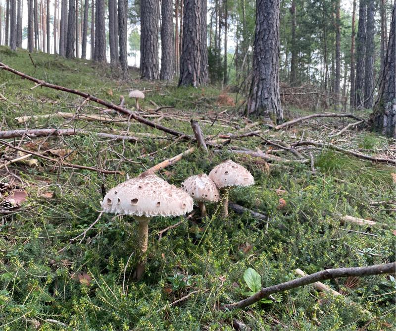 Fotosegnalazione di Naz sciaves