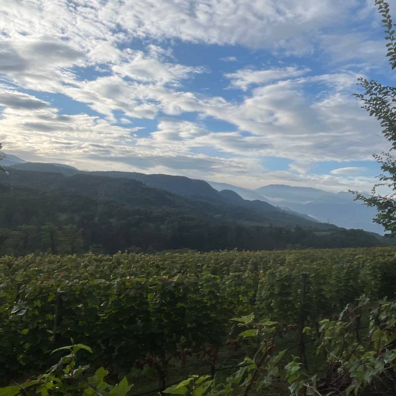Fotosegnalazione di Caldaro sulla strada del vino