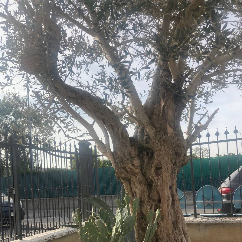 Borgo san giacomo leggere velature