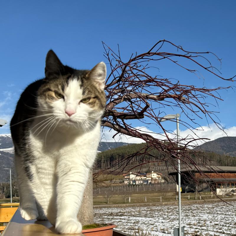 Fotosegnalazione di Naz sciaves