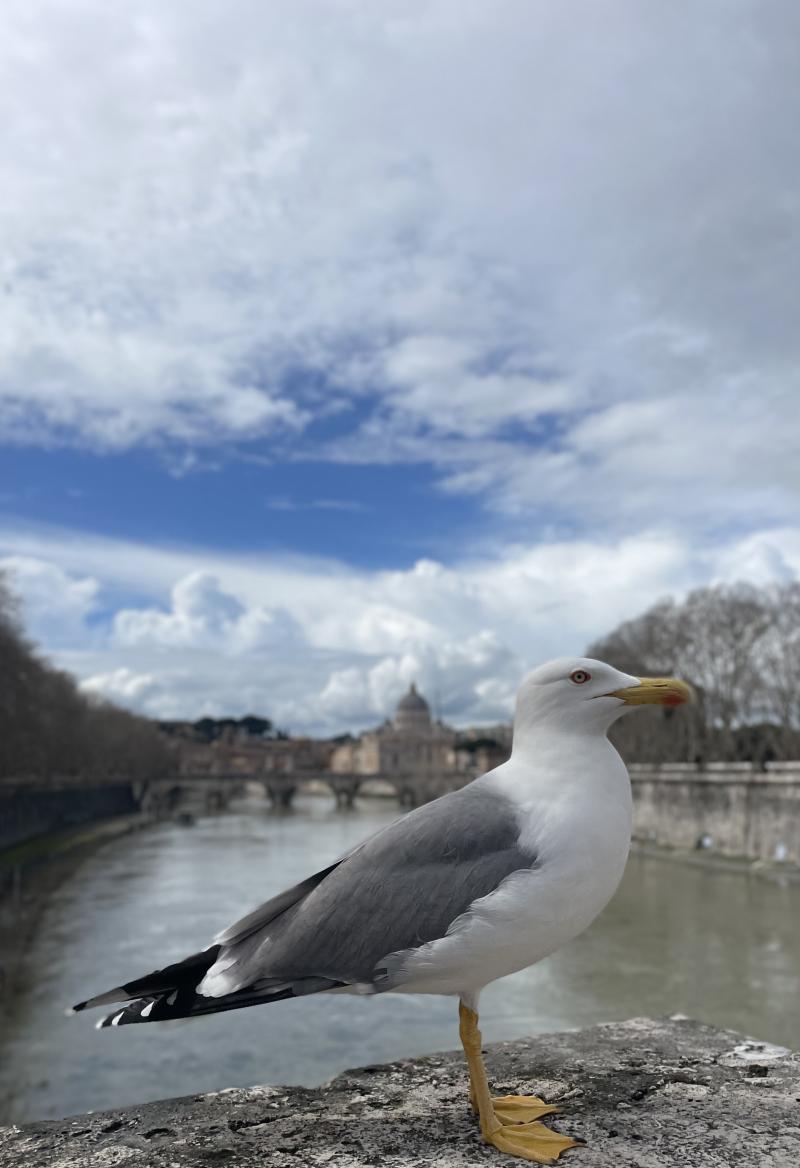 tevere e er cupolone