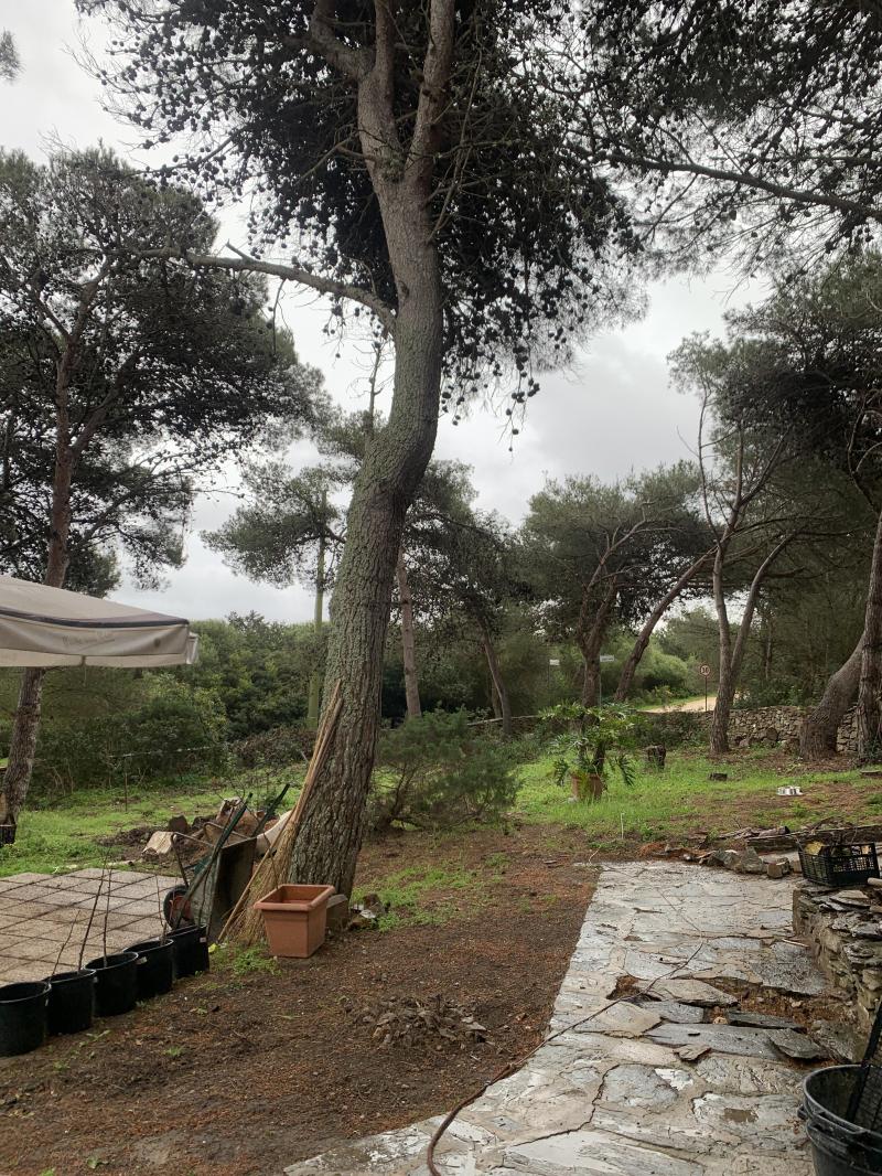 la pineta