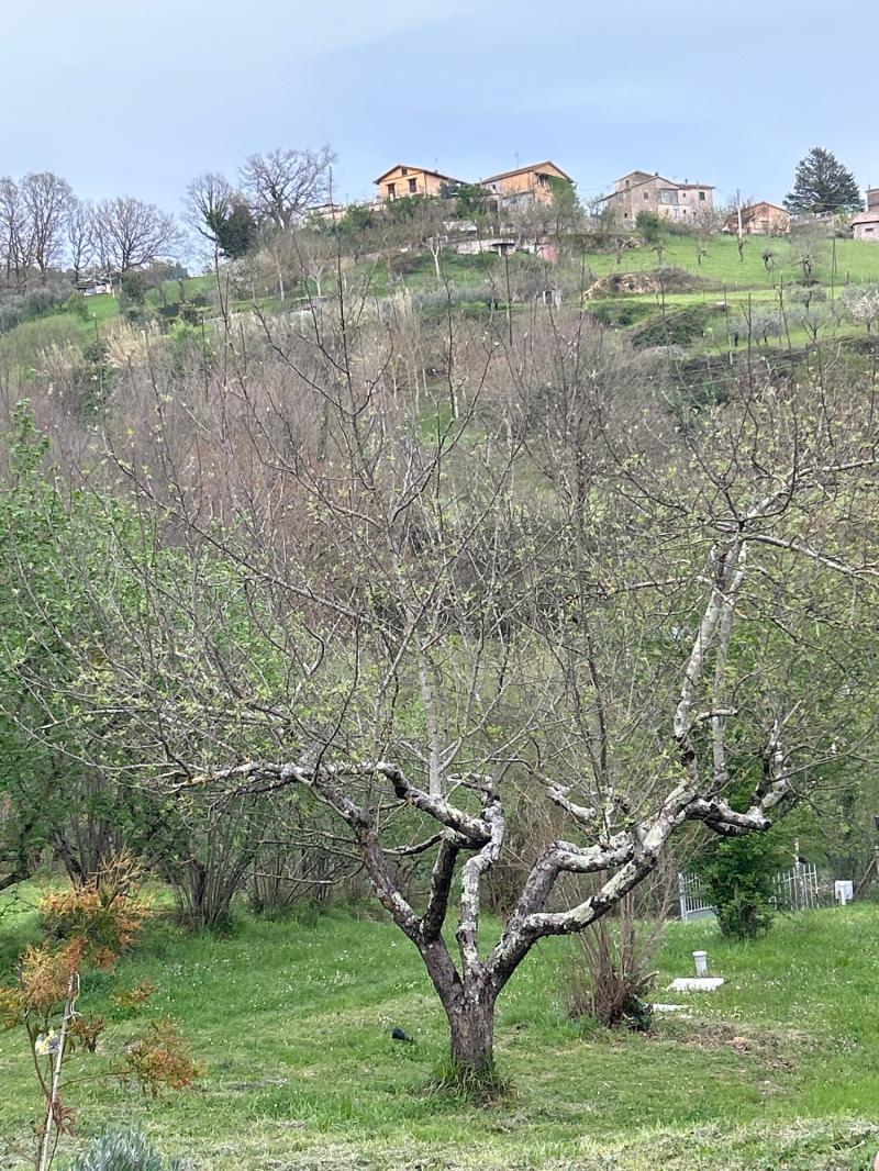 Fotosegnalazione di Rocca sinibalda