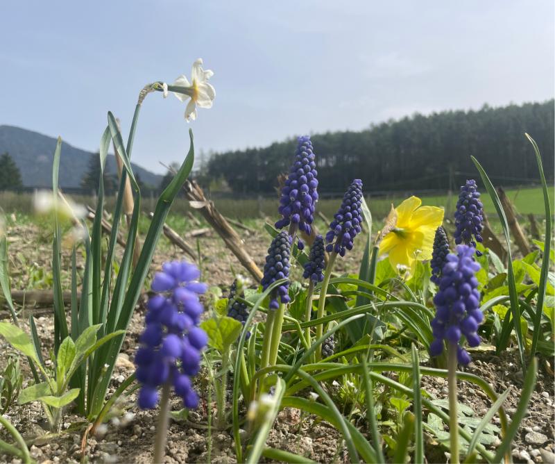 Fotosegnalazione di Naz sciaves