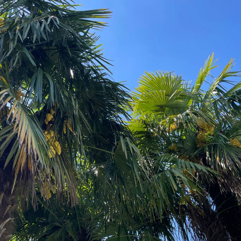Caldo quasi afoso e scimmie arrampicatrici su palme