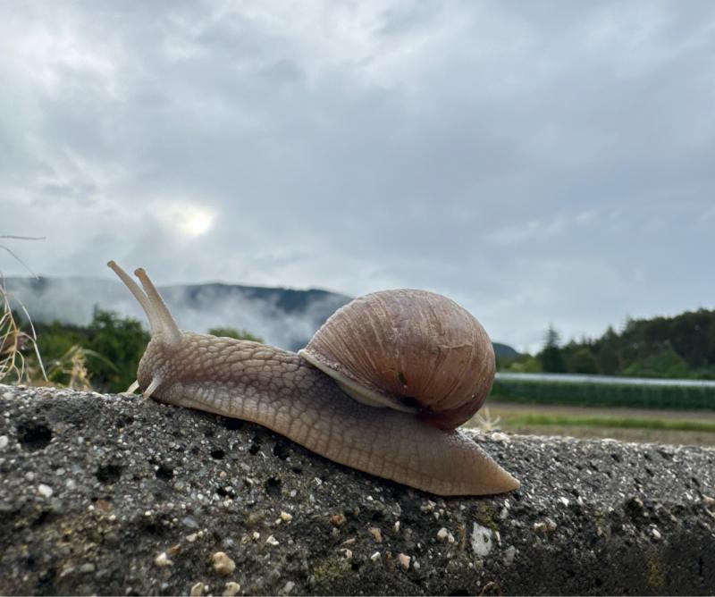 Fotosegnalazione di Naz sciaves