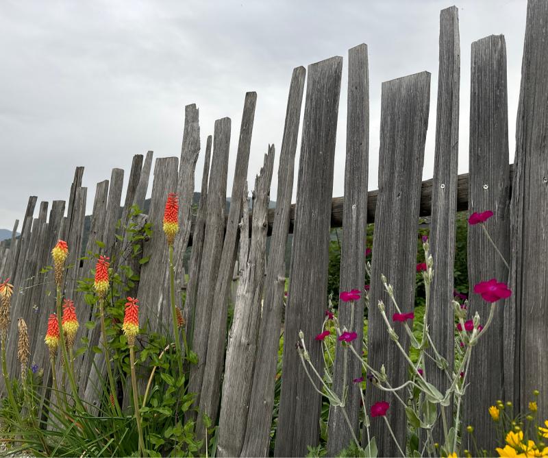 Fotosegnalazione di Naz sciaves