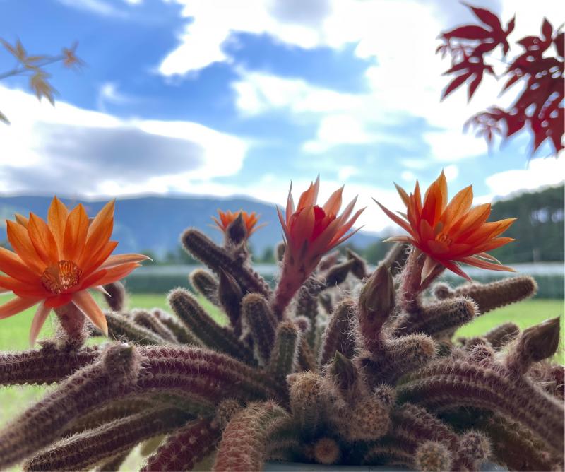 Fotosegnalazione di Naz sciaves