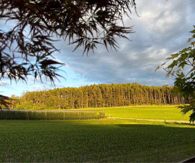 Fotosegnalazione di Naz sciaves