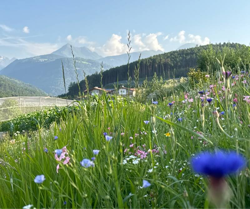 Fotosegnalazione di Naz sciaves