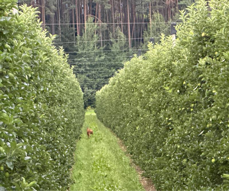 Fotosegnalazione di Naz sciaves