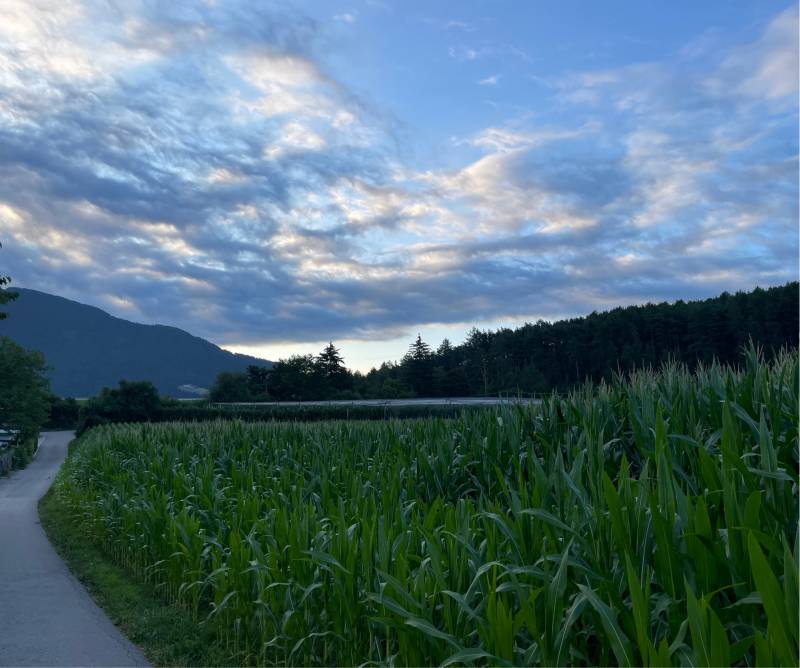 Fotosegnalazione di Naz sciaves
