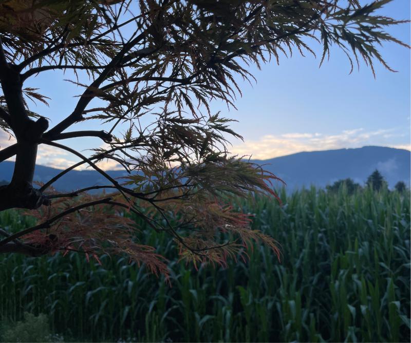 Fotosegnalazione di Naz sciaves