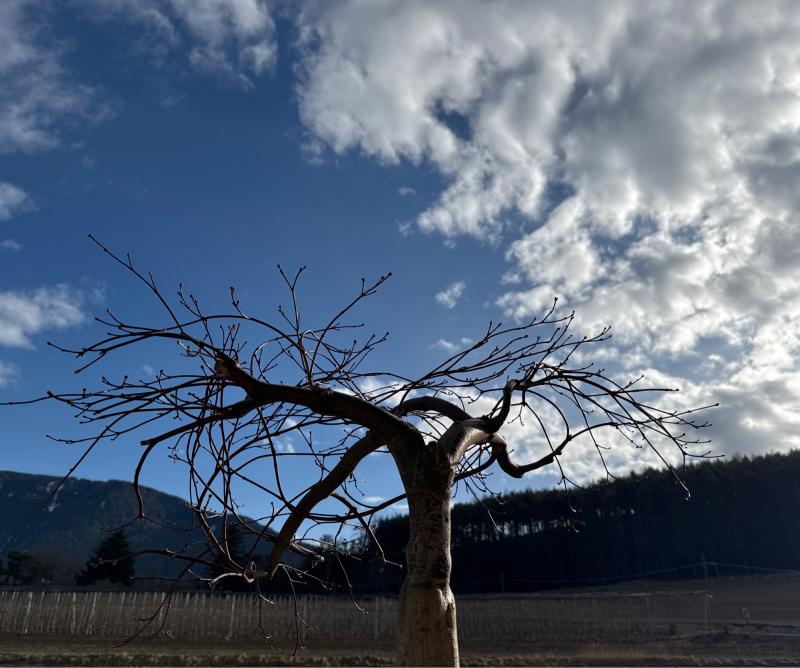 Fotosegnalazione di Naz sciaves