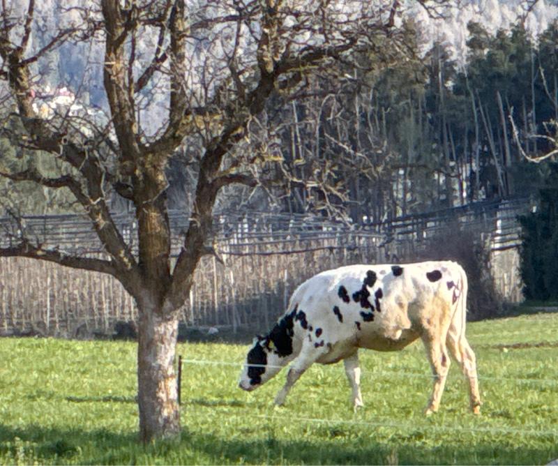 Fotosegnalazione di Naz sciaves