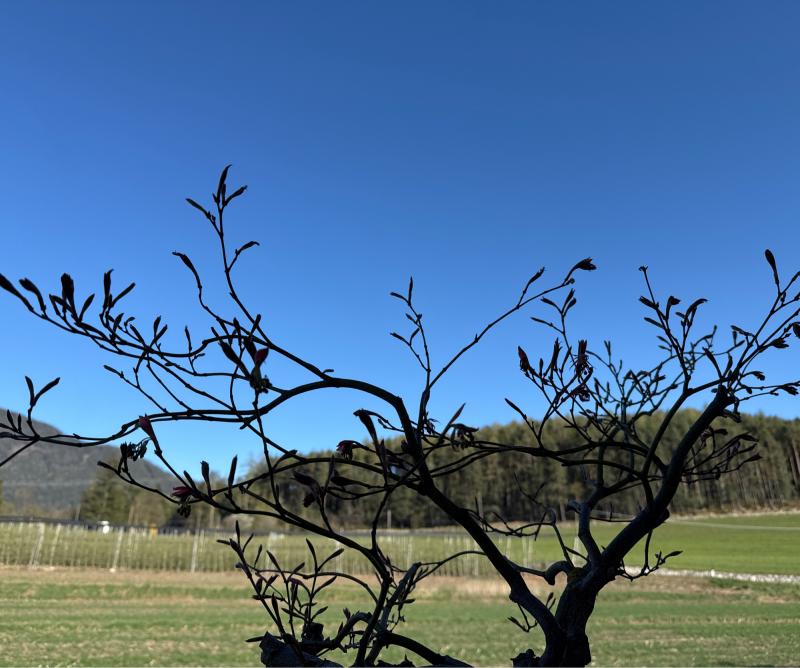 Fotosegnalazione di Naz sciaves