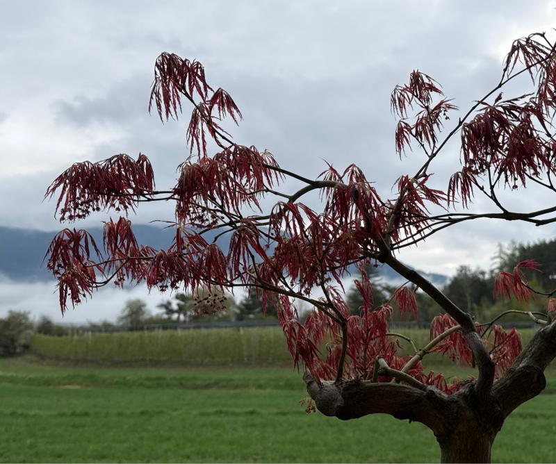 Fotosegnalazione di Naz sciaves