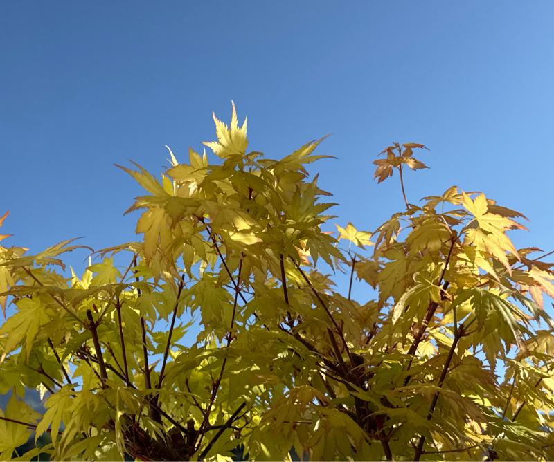 Fotosegnalazione di Naz sciaves