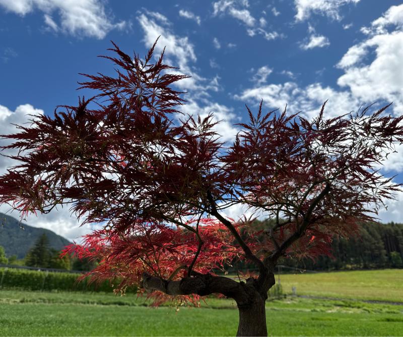 Fotosegnalazione di Naz sciaves