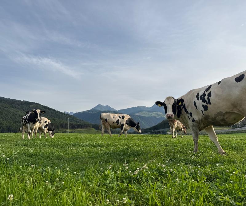 Fotosegnalazione di Naz sciaves