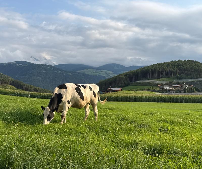 Fotosegnalazione di Naz sciaves