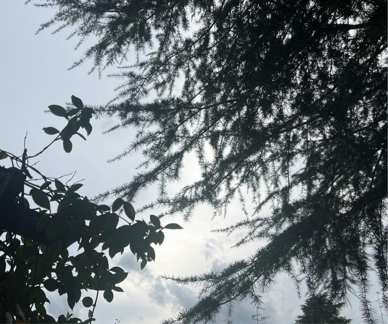 Fotosegnalazione di Bologna savena