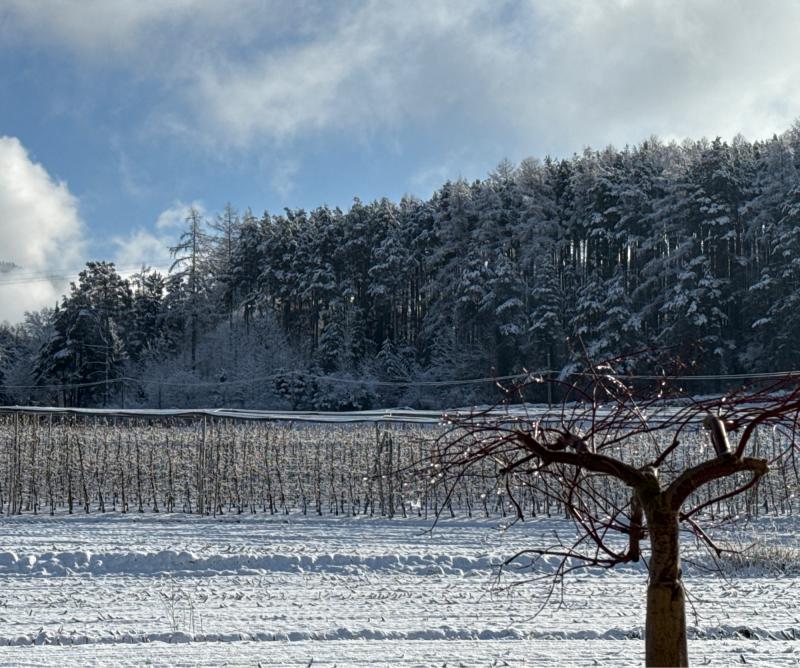 Fotosegnalazione di Naz sciaves