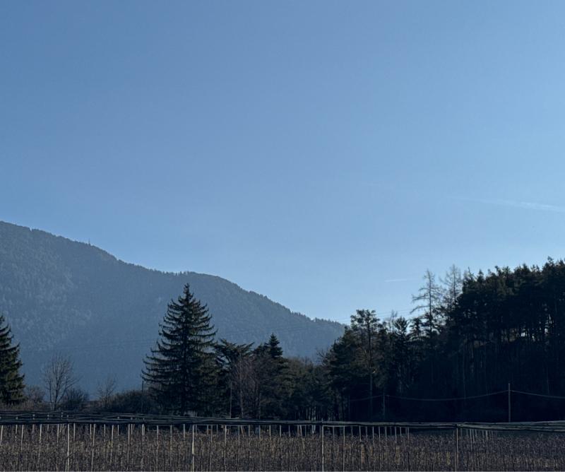 Fotosegnalazione di Naz sciaves