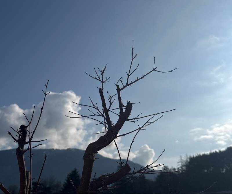 Fotosegnalazione di Naz sciaves